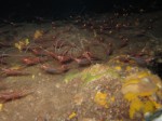 Einhorn-Garnelen in der Grotta dei Gamberi, Ustica